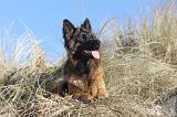 BERGER ALLEMAND 067
